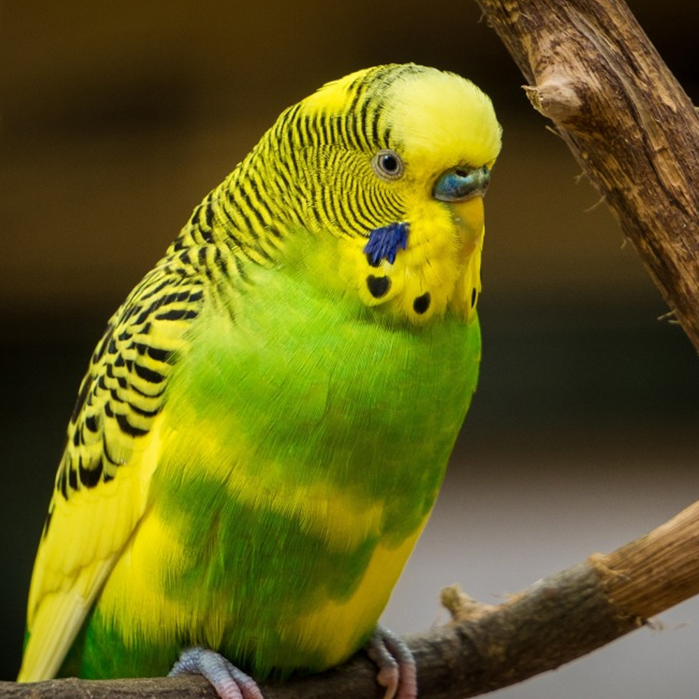 Saray Petshop